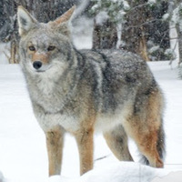 Coyote at Dog Sled Rides of Winter Park