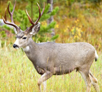 Deer at Dog Sled Rides of Winter Park