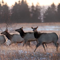 Elk at Dog Sled Rides of Winter Park