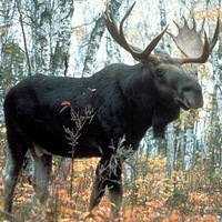 Moose at Dog Sled Rides of Winter Park